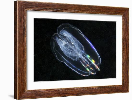 Comb Jelly-Alexander Semenov-Framed Photographic Print