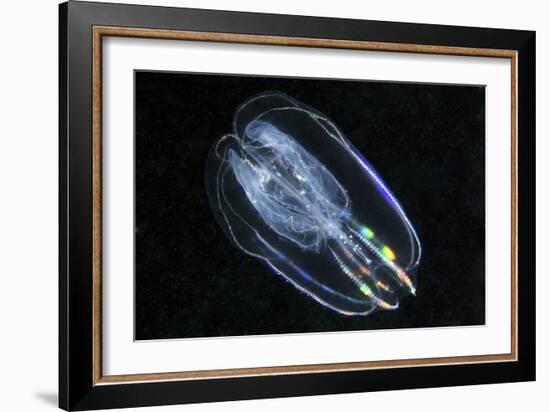 Comb Jelly-Alexander Semenov-Framed Photographic Print