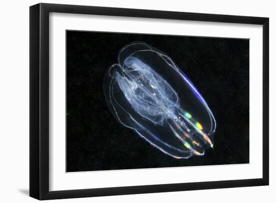 Comb Jelly-Alexander Semenov-Framed Photographic Print