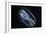 Comb Jelly-Alexander Semenov-Framed Photographic Print