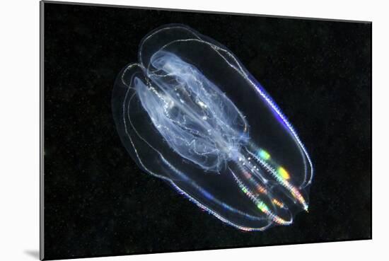 Comb Jelly-Alexander Semenov-Mounted Photographic Print