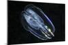 Comb Jelly-Alexander Semenov-Mounted Photographic Print