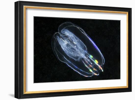 Comb Jelly-Alexander Semenov-Framed Photographic Print