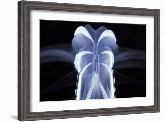 Comb Jelly-Alexander Semenov-Framed Photographic Print