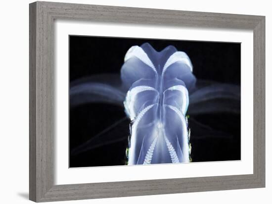 Comb Jelly-Alexander Semenov-Framed Photographic Print