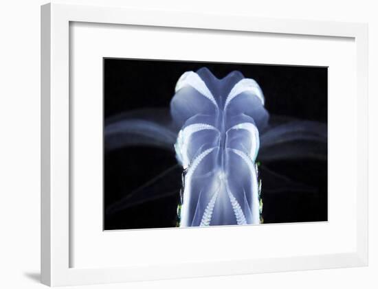 Comb Jelly-Alexander Semenov-Framed Photographic Print