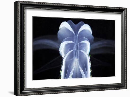 Comb Jelly-Alexander Semenov-Framed Photographic Print