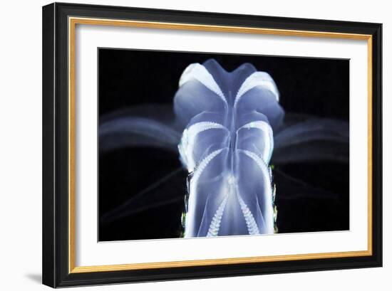 Comb Jelly-Alexander Semenov-Framed Photographic Print