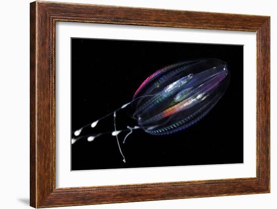 Comb Jelly-Alexander Semenov-Framed Photographic Print