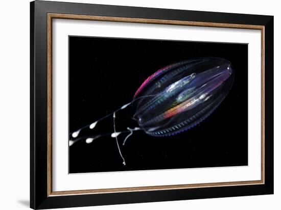 Comb Jelly-Alexander Semenov-Framed Photographic Print