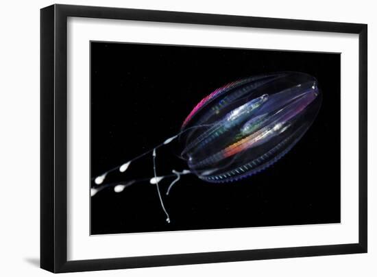 Comb Jelly-Alexander Semenov-Framed Photographic Print