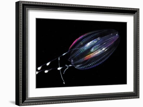 Comb Jelly-Alexander Semenov-Framed Photographic Print