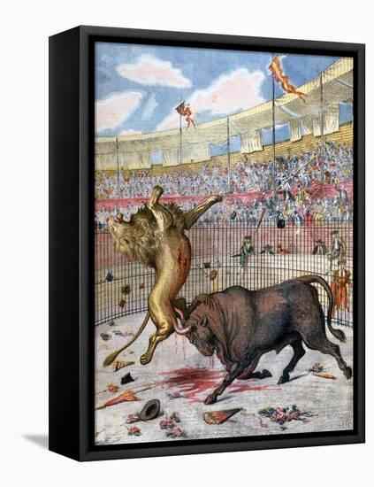 Combat Between a Lion and a Bull, Spain, 1894-null-Framed Premier Image Canvas