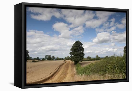 Combine Harvester Harvesting Oats, Ellingstring, North Yorkshire, England, UK, August-Paul Harris-Framed Premier Image Canvas
