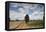 Combine Harvester Harvesting Oats, Ellingstring, North Yorkshire, England, UK, August-Paul Harris-Framed Premier Image Canvas