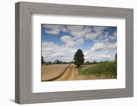 Combine Harvester Harvesting Oats, Ellingstring, North Yorkshire, England, UK, August-Paul Harris-Framed Photographic Print