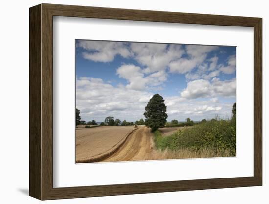 Combine Harvester Harvesting Oats, Ellingstring, North Yorkshire, England, UK, August-Paul Harris-Framed Photographic Print