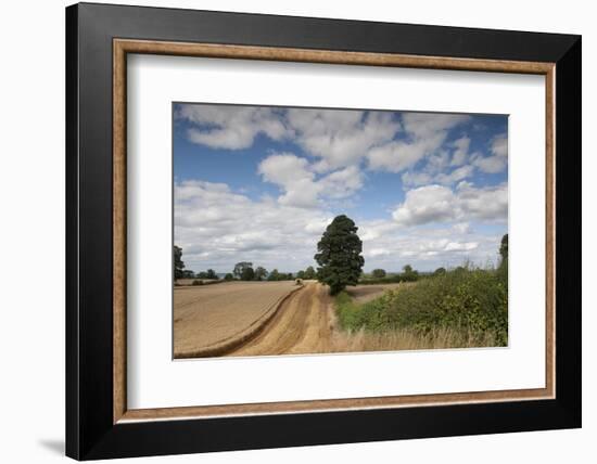 Combine Harvester Harvesting Oats, Ellingstring, North Yorkshire, England, UK, August-Paul Harris-Framed Photographic Print