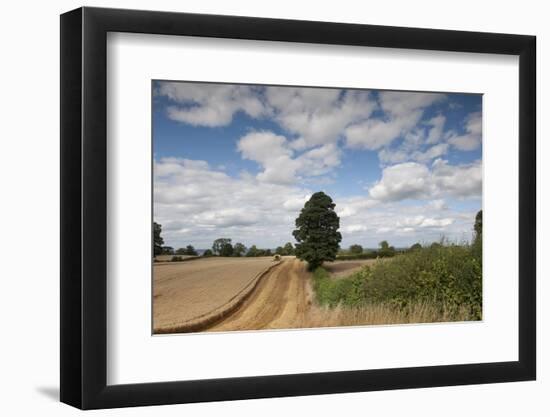 Combine Harvester Harvesting Oats, Ellingstring, North Yorkshire, England, UK, August-Paul Harris-Framed Photographic Print