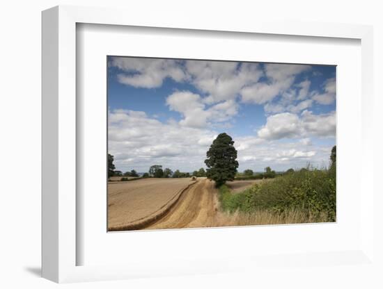 Combine Harvester Harvesting Oats, Ellingstring, North Yorkshire, England, UK, August-Paul Harris-Framed Photographic Print