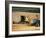 Combine Harvester Off-loading Grain-Jeremy Walker-Framed Photographic Print