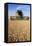 Combine Harvester Working In a Wheat Field-Jeremy Walker-Framed Premier Image Canvas