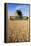 Combine Harvester Working In a Wheat Field-Jeremy Walker-Framed Premier Image Canvas