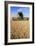 Combine Harvester Working In a Wheat Field-Jeremy Walker-Framed Photographic Print