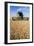 Combine Harvester Working In a Wheat Field-Jeremy Walker-Framed Photographic Print