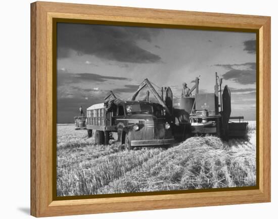 Combines and Crews Harvesting Wheat, Loading into Trucks to Transport to Storage-Joe Scherschel-Framed Premier Image Canvas