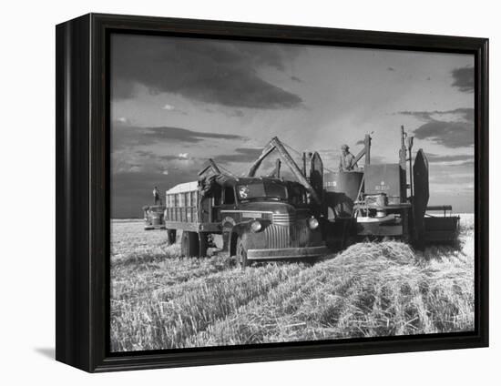 Combines and Crews Harvesting Wheat, Loading into Trucks to Transport to Storage-Joe Scherschel-Framed Premier Image Canvas