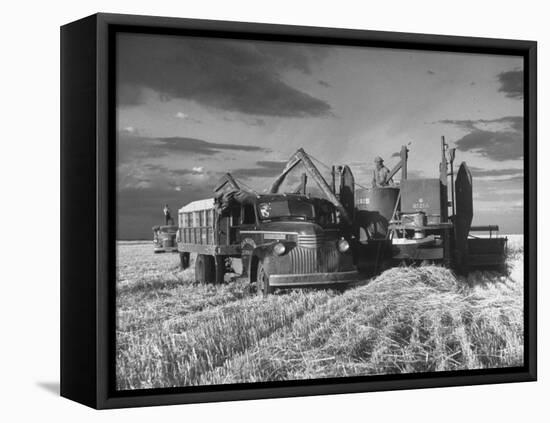Combines and Crews Harvesting Wheat, Loading into Trucks to Transport to Storage-Joe Scherschel-Framed Premier Image Canvas