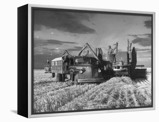 Combines and Crews Harvesting Wheat, Loading into Trucks to Transport to Storage-Joe Scherschel-Framed Premier Image Canvas