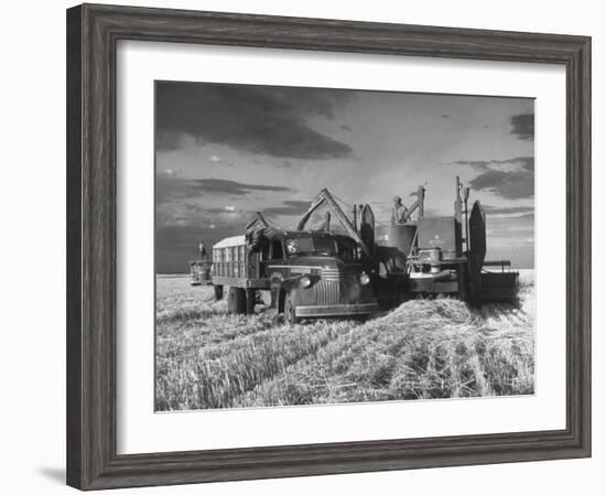 Combines and Crews Harvesting Wheat, Loading into Trucks to Transport to Storage-Joe Scherschel-Framed Photographic Print