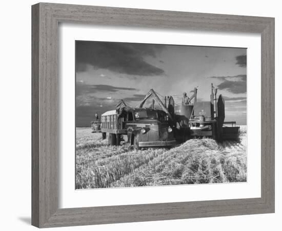 Combines and Crews Harvesting Wheat, Loading into Trucks to Transport to Storage-Joe Scherschel-Framed Photographic Print