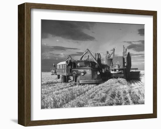 Combines and Crews Harvesting Wheat, Loading into Trucks to Transport to Storage-Joe Scherschel-Framed Photographic Print