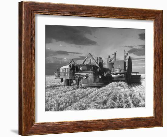 Combines and Crews Harvesting Wheat, Loading into Trucks to Transport to Storage-Joe Scherschel-Framed Photographic Print