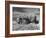 Combines and Crews Harvesting Wheat, Loading into Trucks to Transport to Storage-Joe Scherschel-Framed Photographic Print