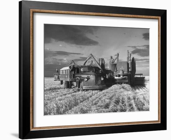 Combines and Crews Harvesting Wheat, Loading into Trucks to Transport to Storage-Joe Scherschel-Framed Photographic Print