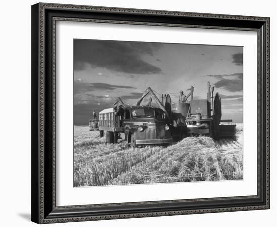 Combines and Crews Harvesting Wheat, Loading into Trucks to Transport to Storage-Joe Scherschel-Framed Photographic Print