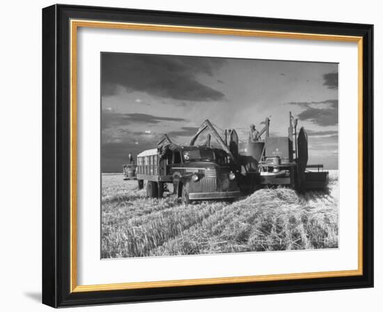 Combines and Crews Harvesting Wheat, Loading into Trucks to Transport to Storage-Joe Scherschel-Framed Photographic Print