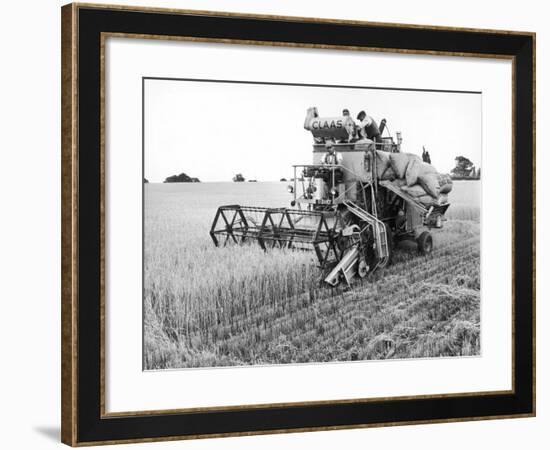 Combining Barley-null-Framed Photographic Print
