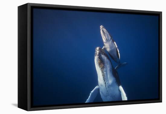 Come back to the Surface-Barathieu Gabriel-Framed Premier Image Canvas