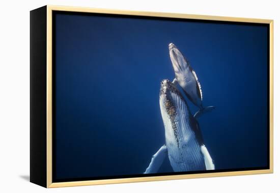 Come back to the Surface-Barathieu Gabriel-Framed Premier Image Canvas