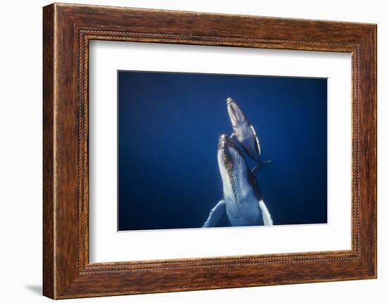 Come back to the Surface-Barathieu Gabriel-Framed Photographic Print