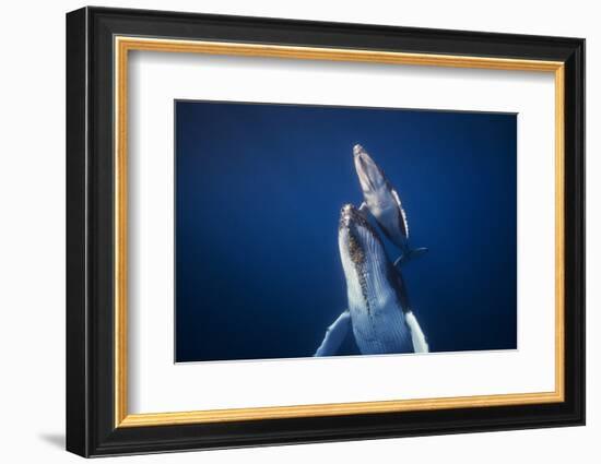 Come back to the Surface-Barathieu Gabriel-Framed Photographic Print