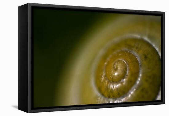 Come Out of Your Shell-K.B. White-Framed Premier Image Canvas