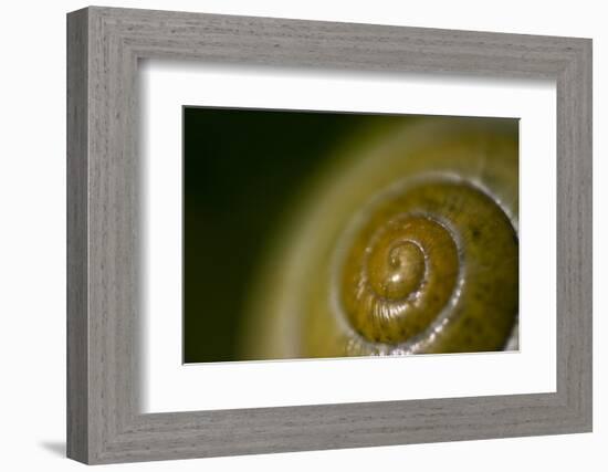 Come Out of Your Shell-K.B. White-Framed Photographic Print