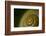 Come Out of Your Shell-K.B. White-Framed Photographic Print