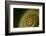 Come Out of Your Shell-K.B. White-Framed Photographic Print